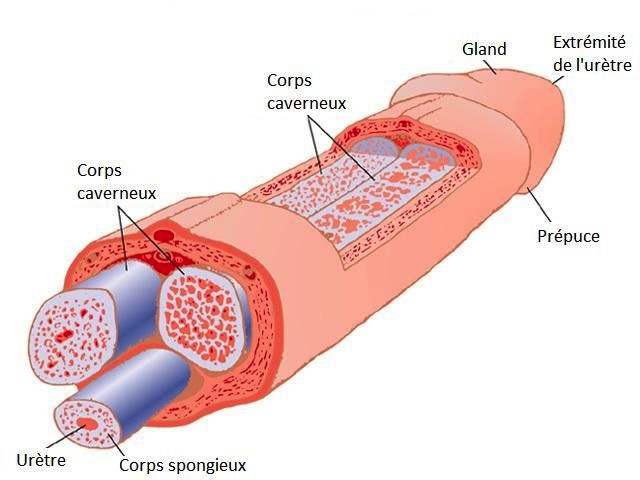 grossir-penis